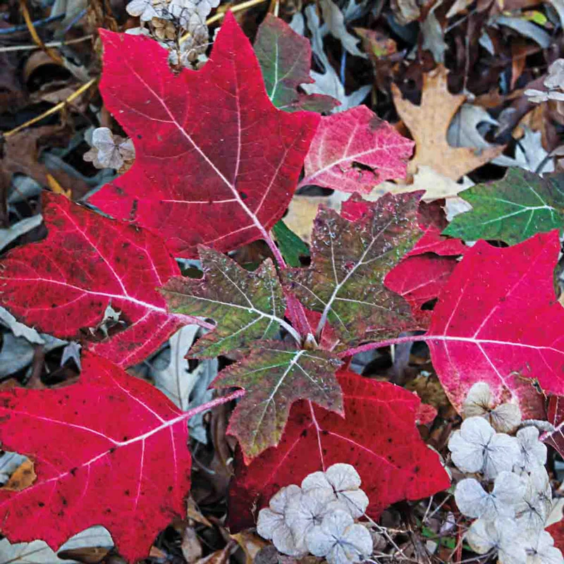Munchkin Oakleaf Hydrangea - Image 2