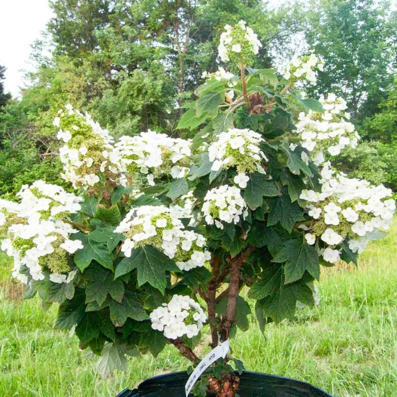 Munchkin Oakleaf Hydrangea - Image 3