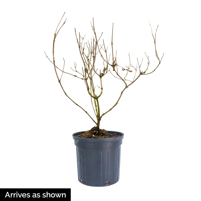 Nannyberry Viburnum - Image 2
