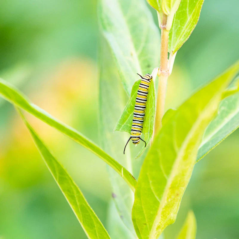 Native Milkweed Selections - Image 5