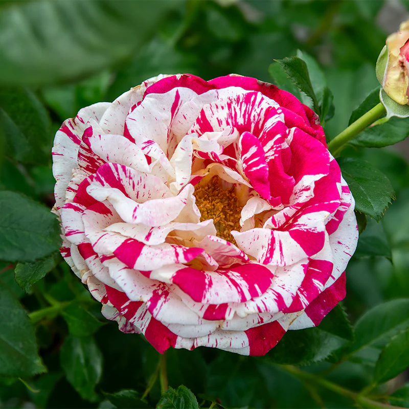Neil Diamond Hybrid Tea Rose - Image 3