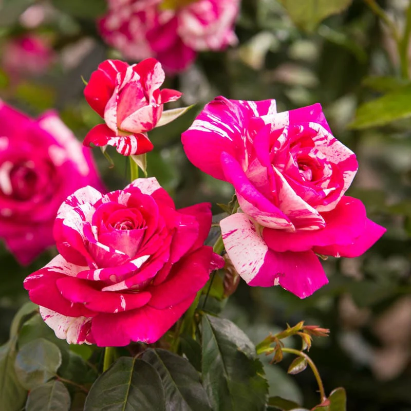 Neil Diamond Hybrid Tea Rose - Image 4