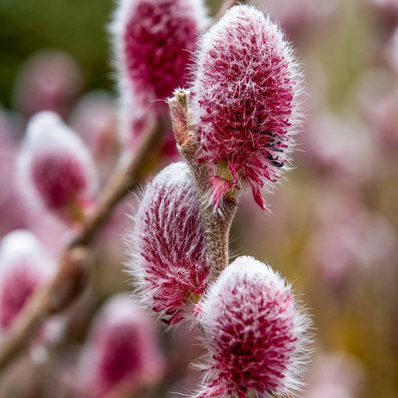 Florists Decorative Willow Trio - Image 4