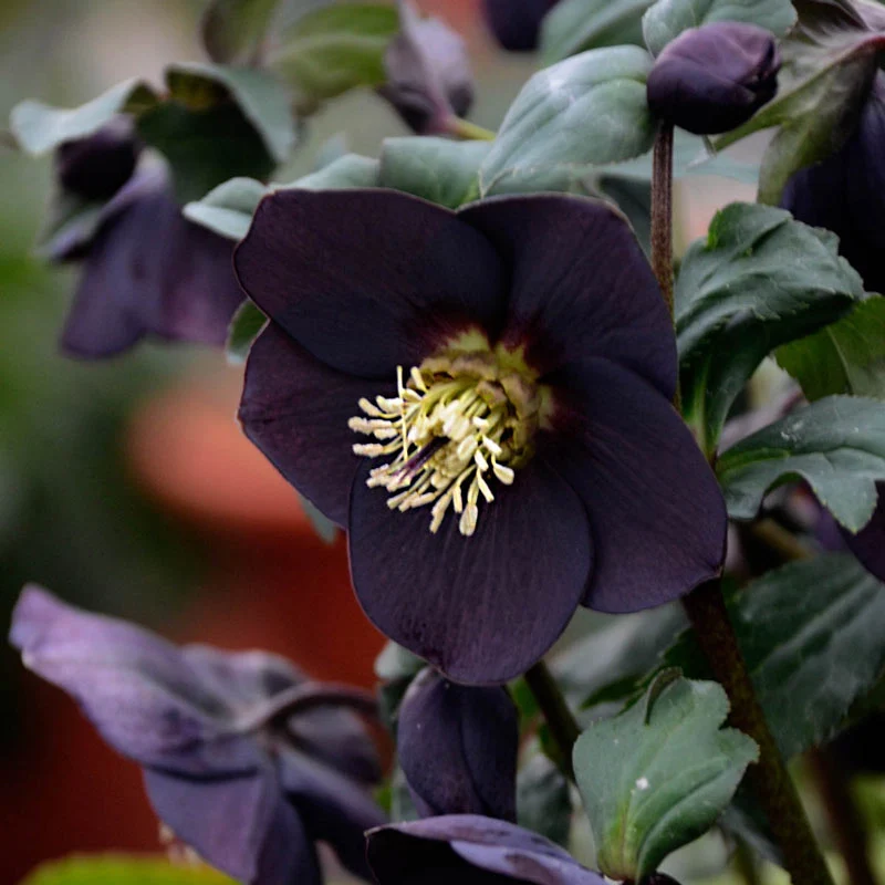 New York Night Lenten Rose - Image 2