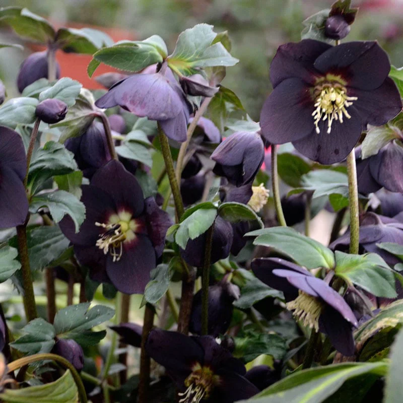 New York Night Lenten Rose - Image 3