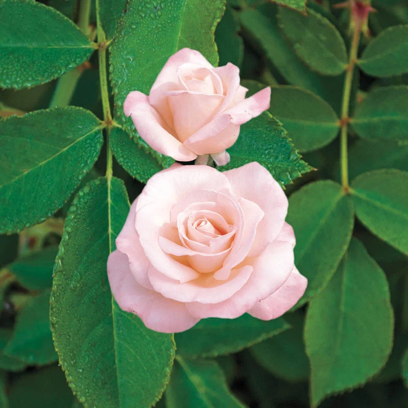 New Zealand Hybrid Tea Rose Fortuniana