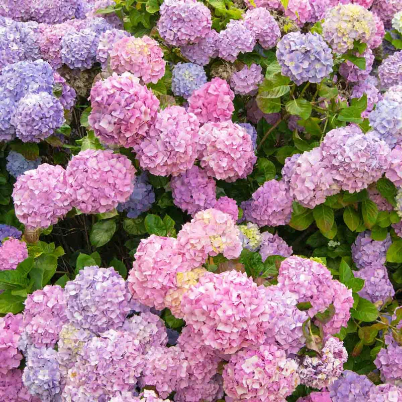 Nikko Blue Hydrangea - Image 2
