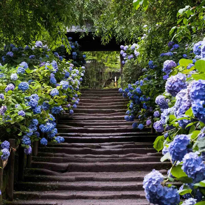 Nikko Blue Hydrangea - Image 3