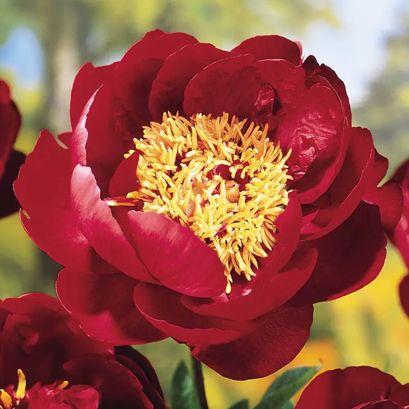 Nippon Chief Peony