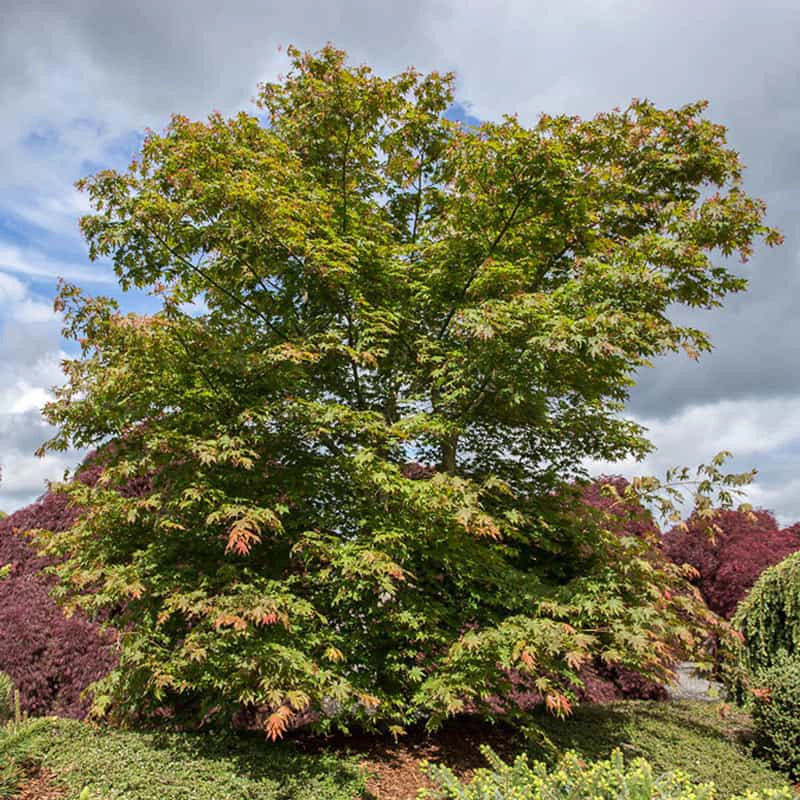 North Wind® Japanese Maple Tree - Image 3