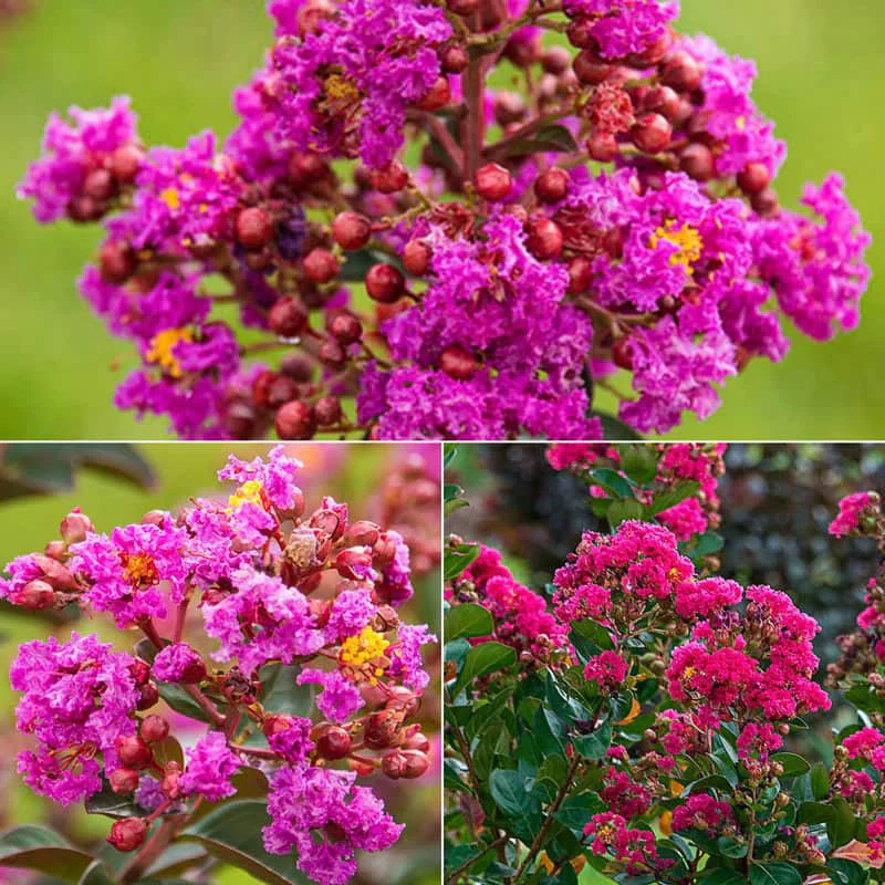 Northern Belle Hardy Crape Myrtle Trio