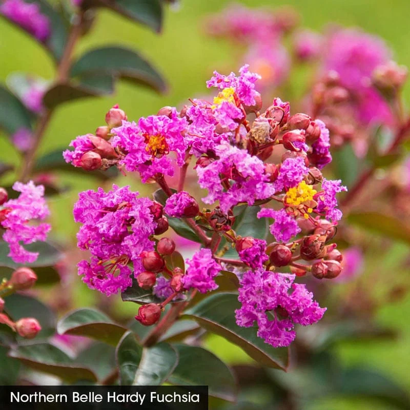 Northern Belle Hardy Crape Myrtle Trio - Image 2
