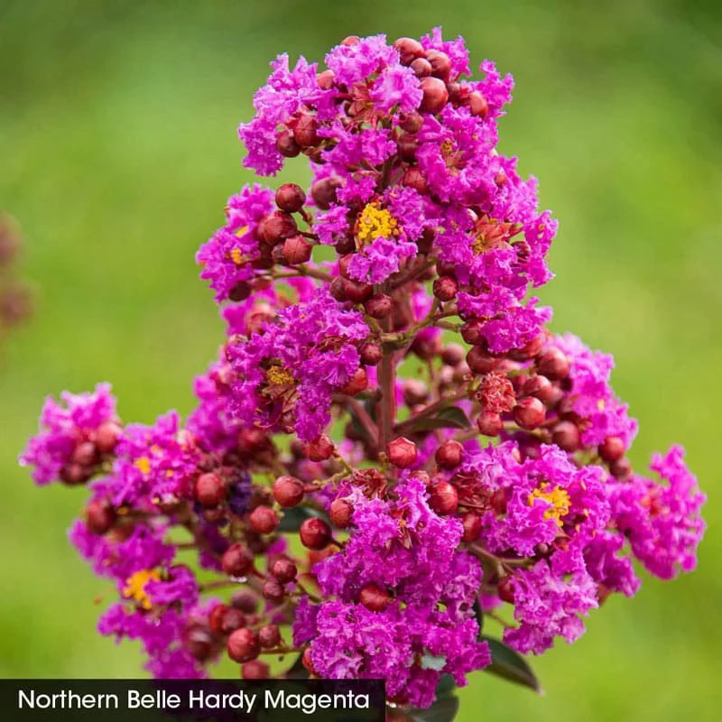 Northern Belle Hardy Crape Myrtle Trio - Image 3