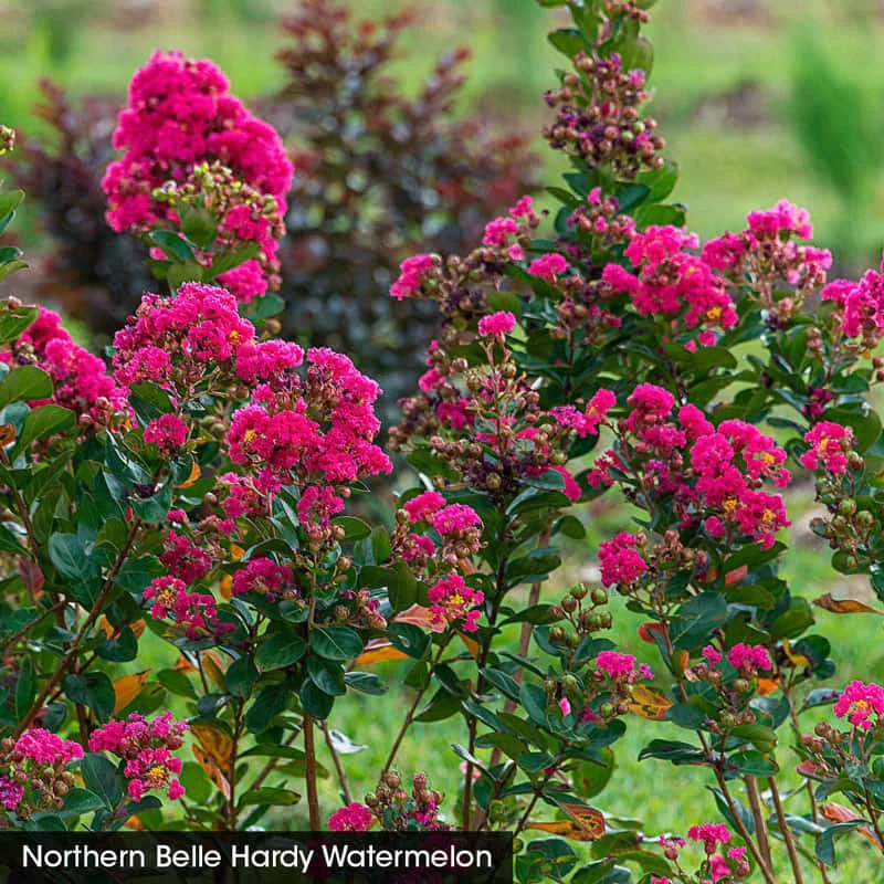 Northern Belle Hardy Crape Myrtle Trio - Image 4