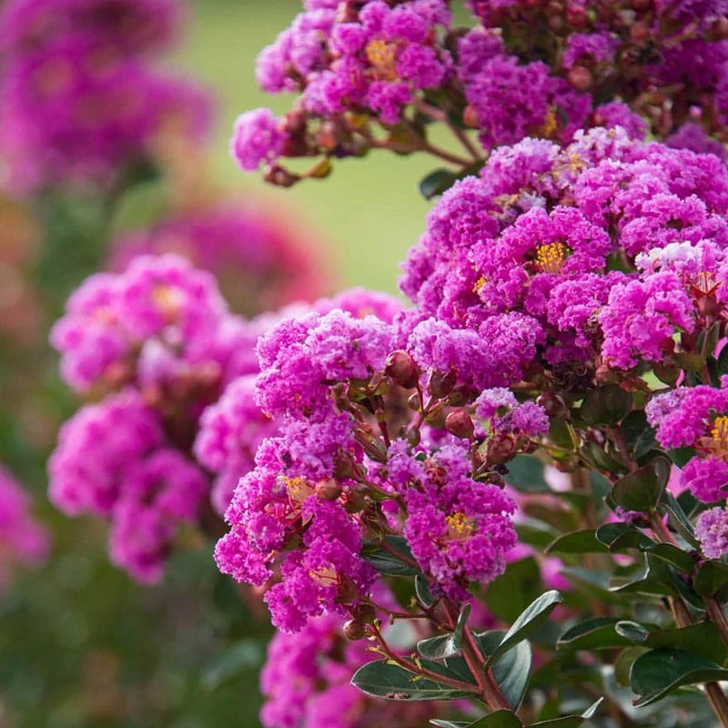 Northern Belle Hardy Fuchsia Crape Myrtle - Image 2