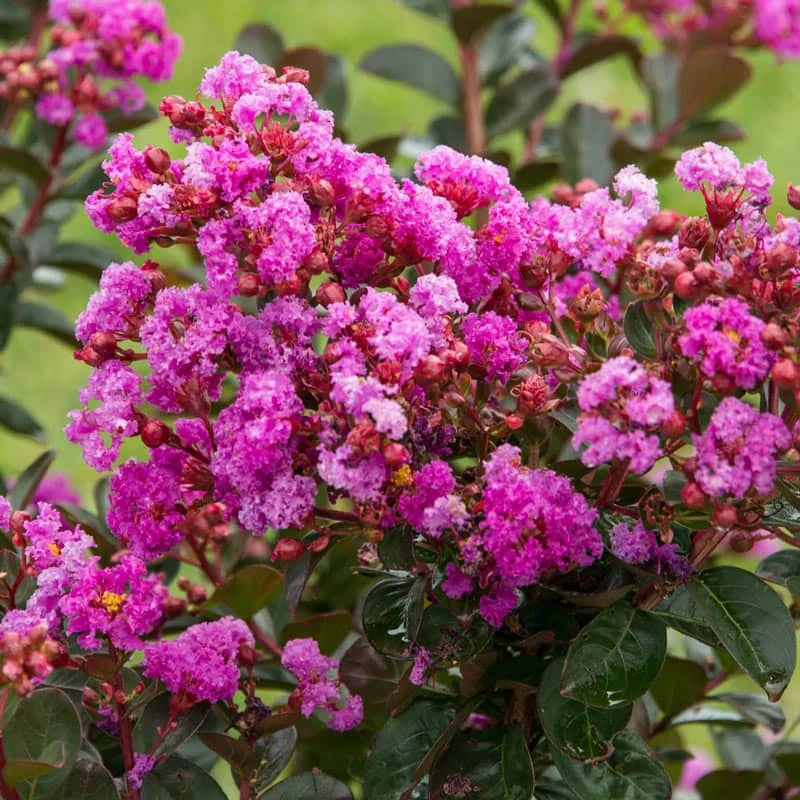 Northern Belle Hardy Fuchsia Crape Myrtle - Image 3