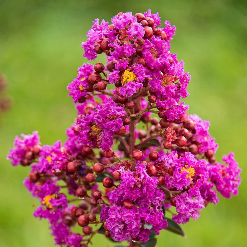 Northern Belle Hardy Magenta Crape Myrtle