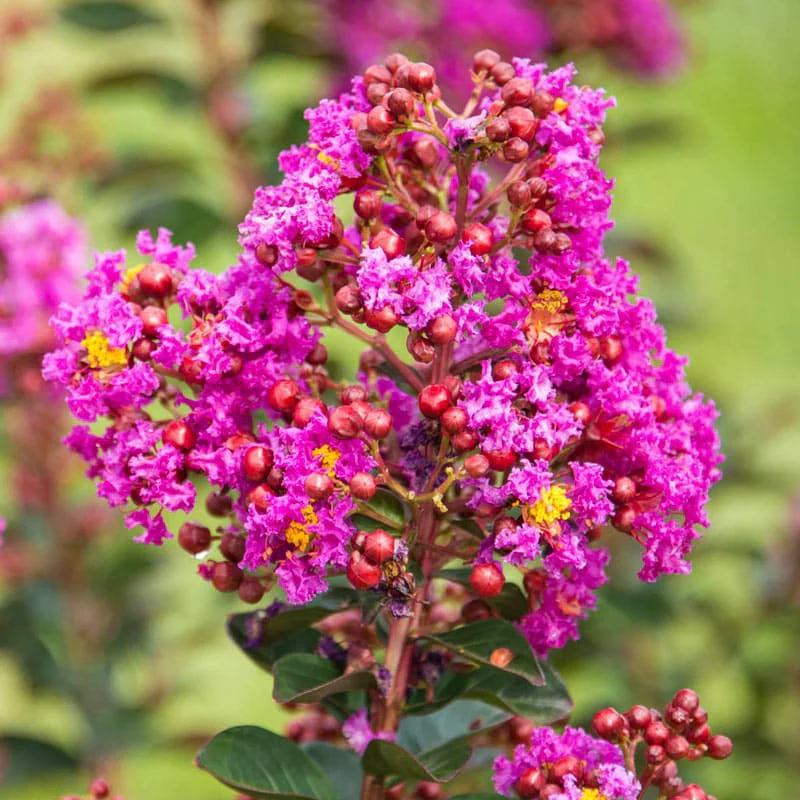 Northern Belle Hardy Magenta Crape Myrtle - Image 2