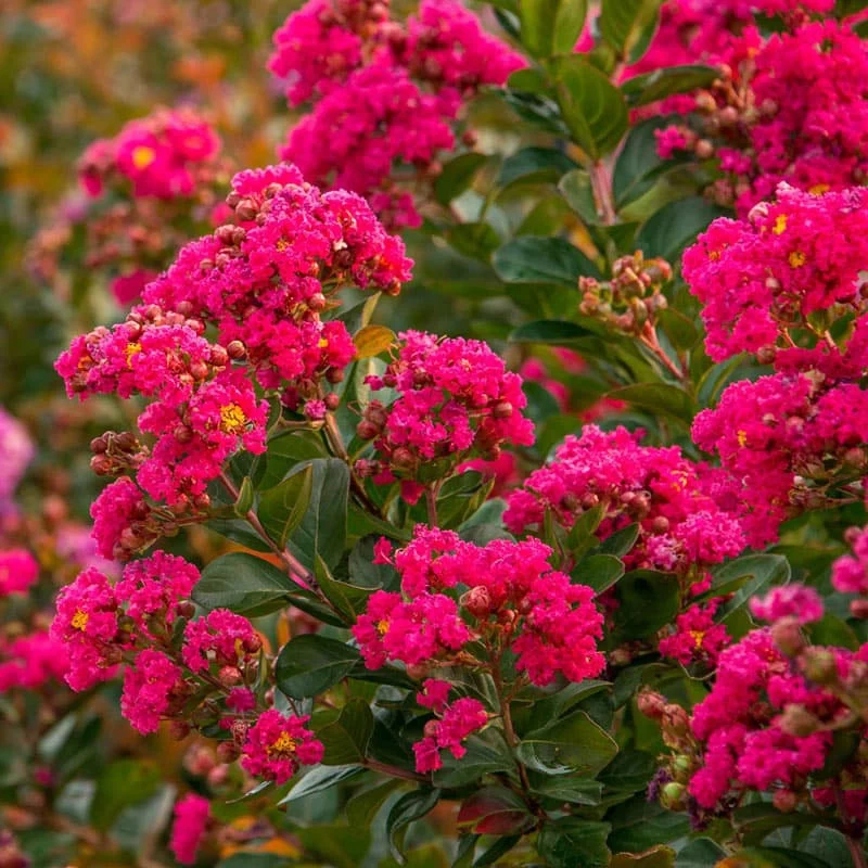Northern Belle Hardy Watermelon Crape Myrtle - Image 2