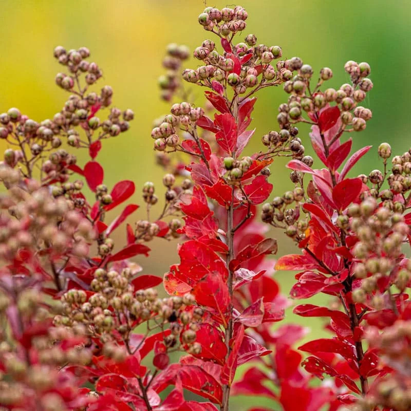 Northern Belle Hardy Watermelon Crape Myrtle - Image 3