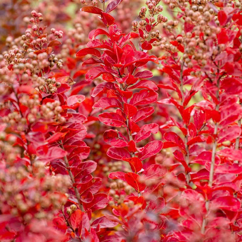 Northern Belle Hardy Watermelon Crape Myrtle - Image 4