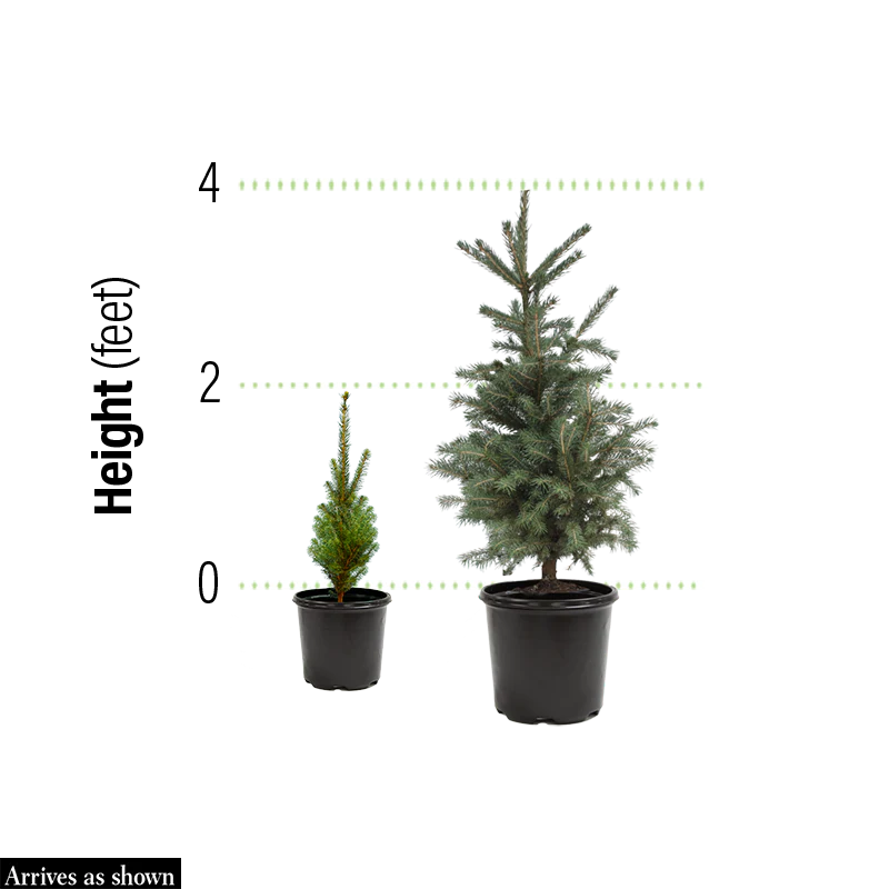 Black Hills Spruce - Image 4