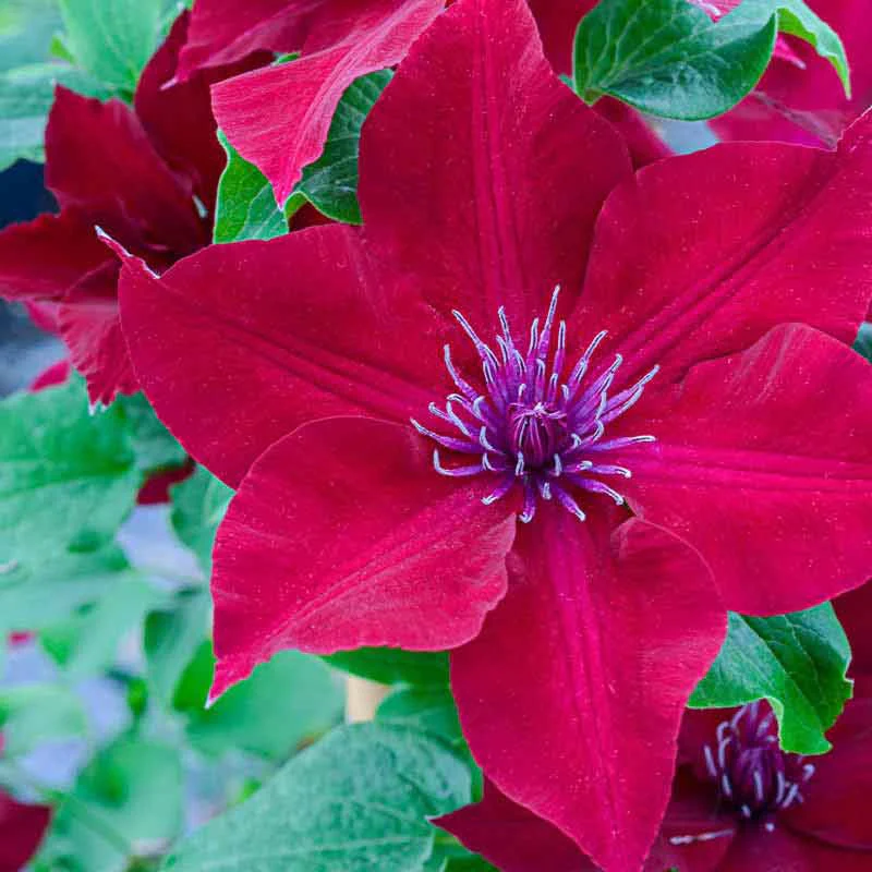 Clematis Nubia Boulevard® - Image 3