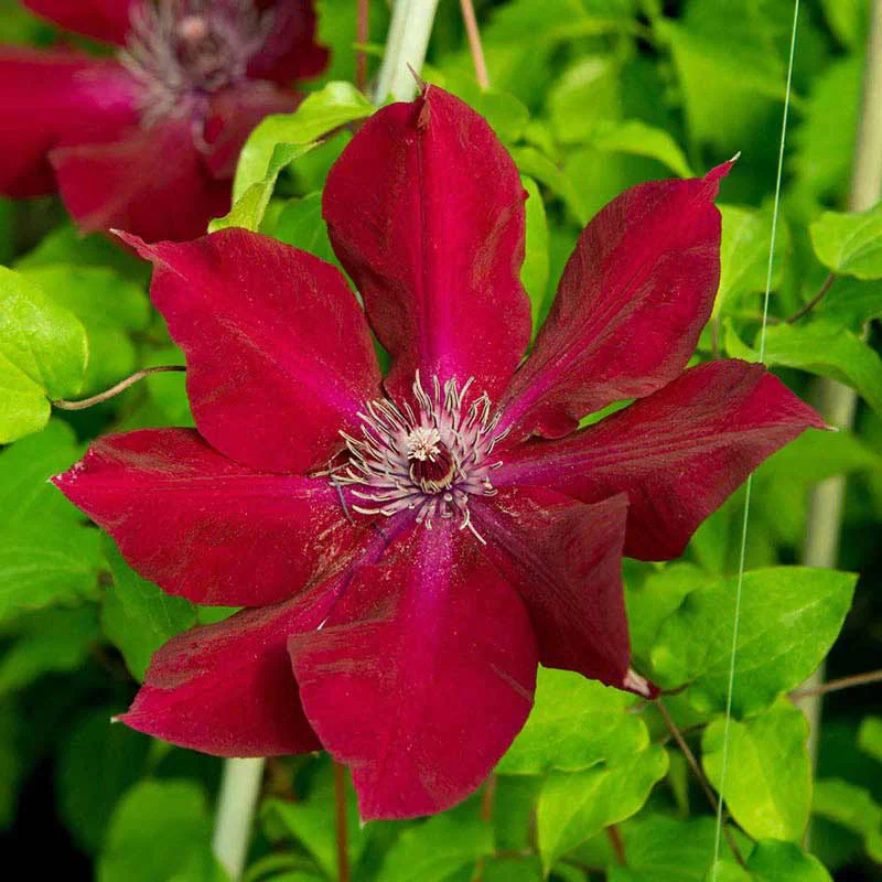 Clematis Nubia Boulevard® - Image 4