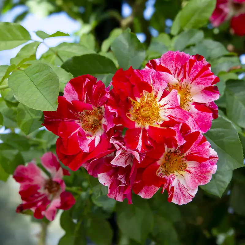 Fourth of July® Climbing Rose - Image 3