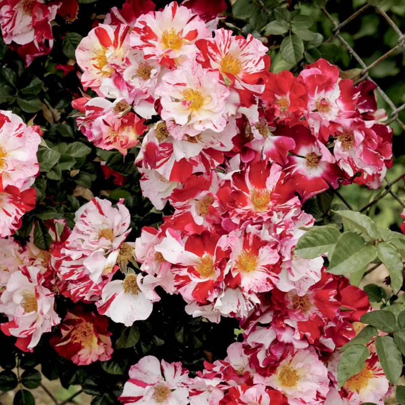 Fourth of July® Climbing Rose - Image 4