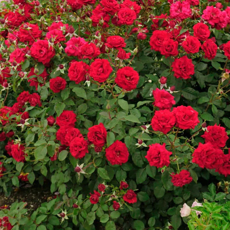 Oh My!® Floribunda Rose - Image 5