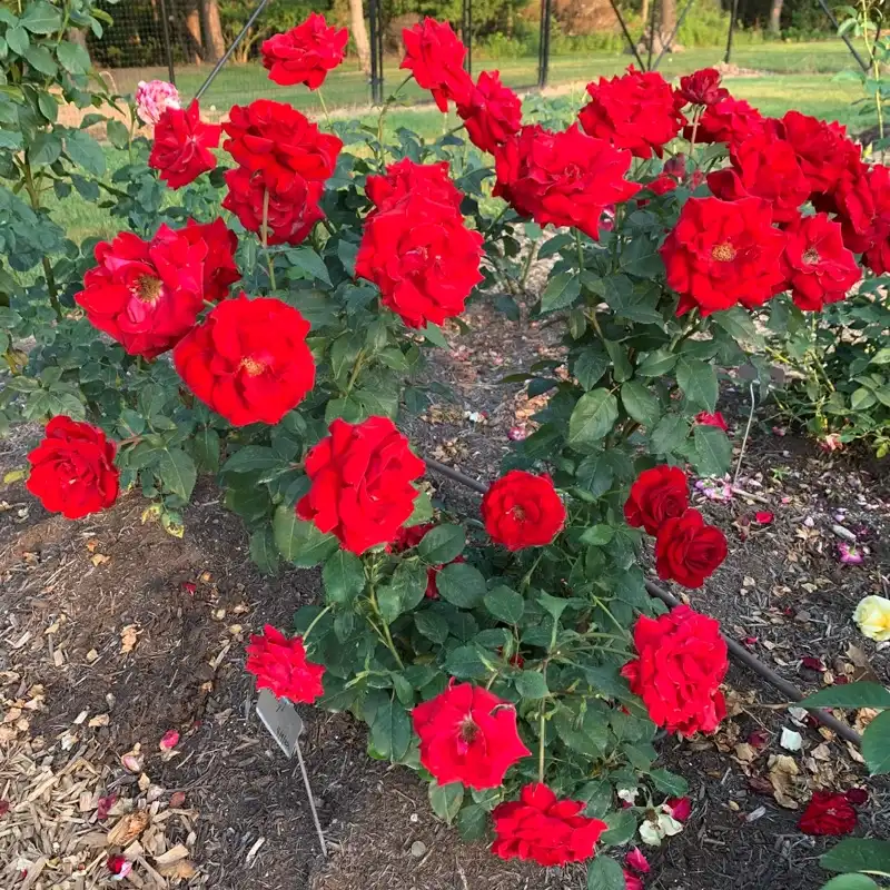 Oh My!® Floribunda Rose - Image 6