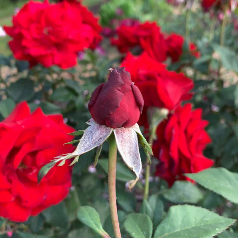 Oh My!® Floribunda Rose - Image 8
