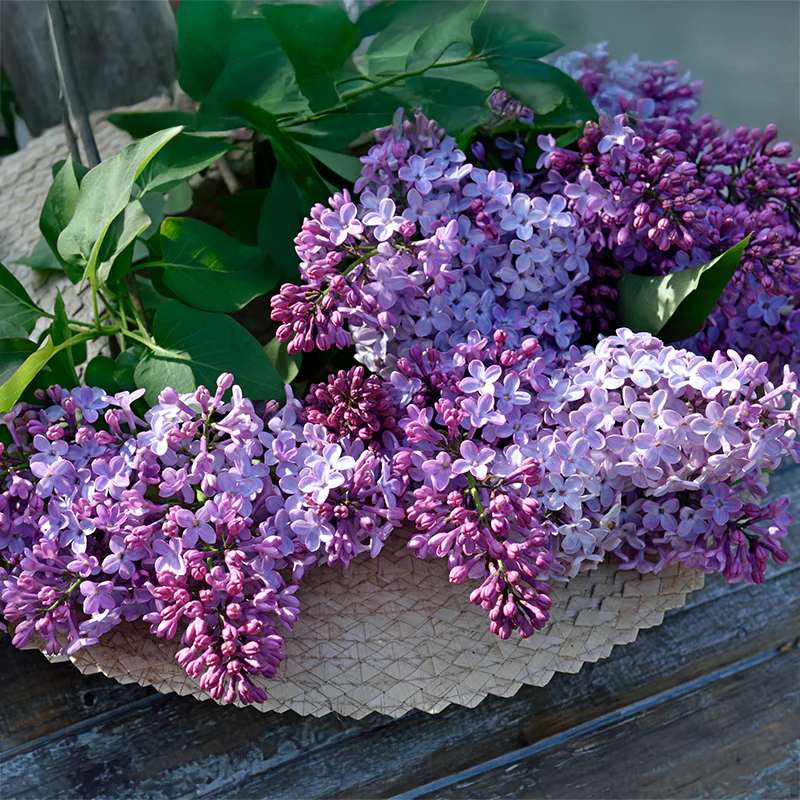 Old-Fashioned Lilac - Image 2