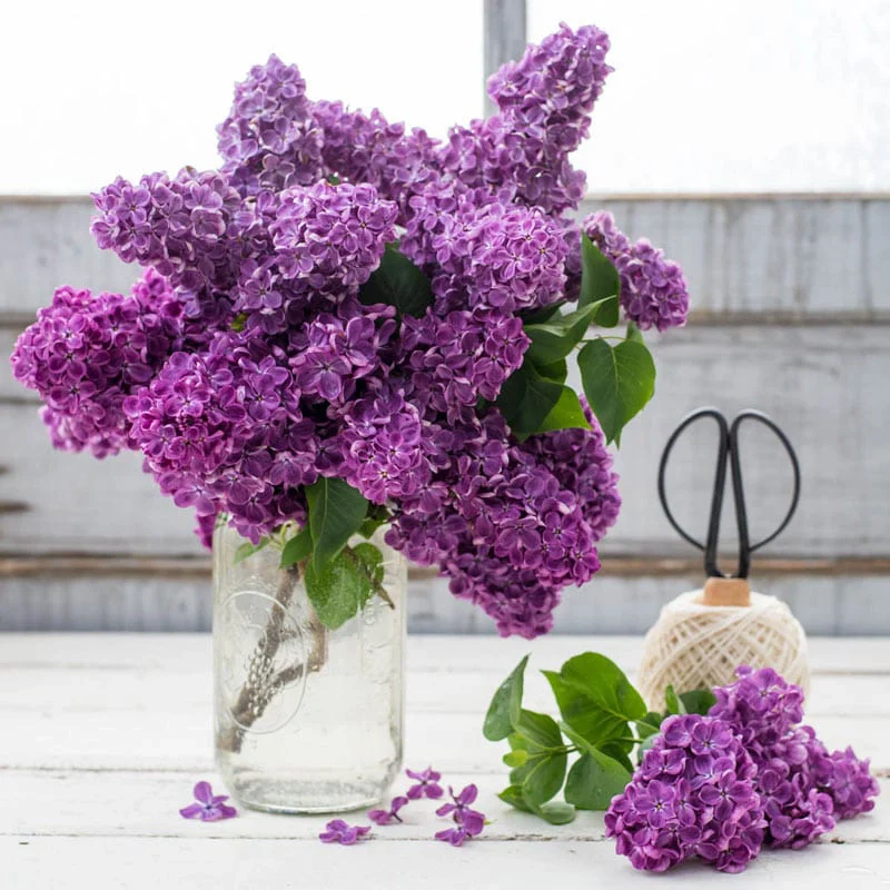 Old-Fashioned Lilac - Image 3