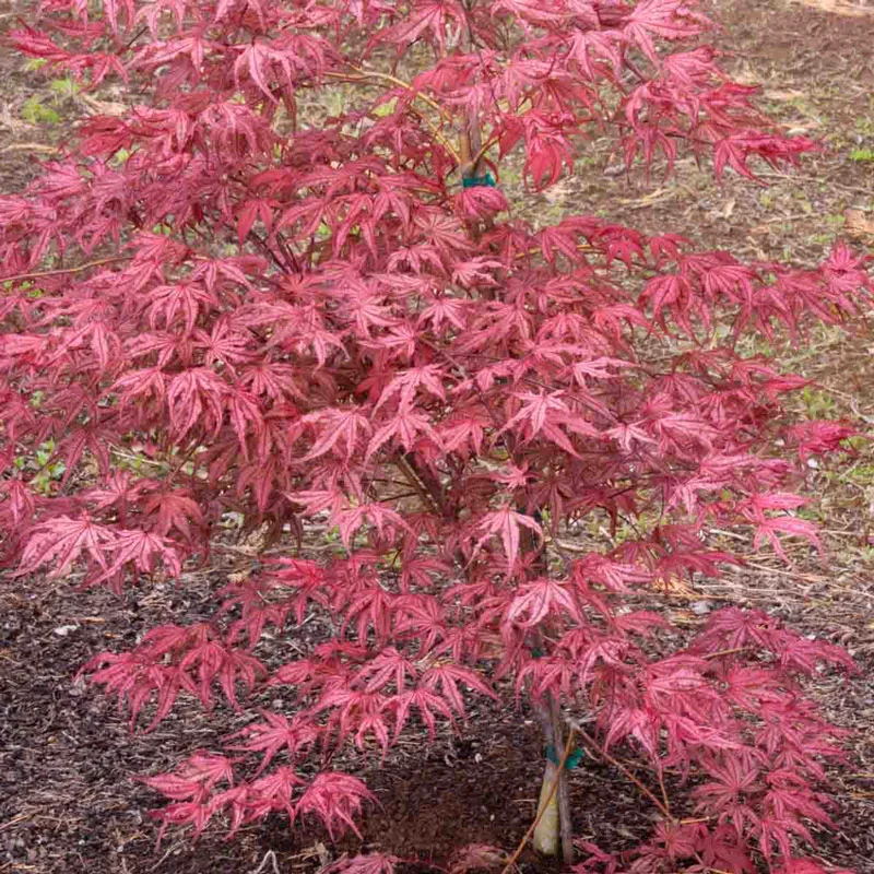 Olsen’s Frosted Strawberry Japanese Maple - Image 2