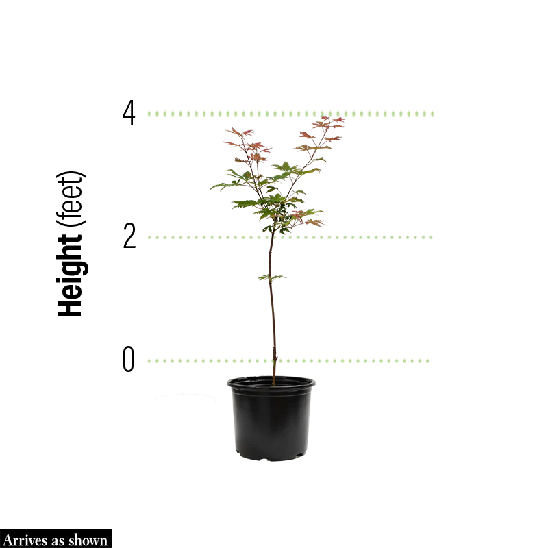 Raging Red Flowering Dogwood Tree - Image 5