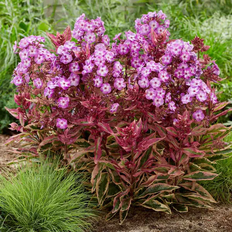 Olympus Tall Phlox
