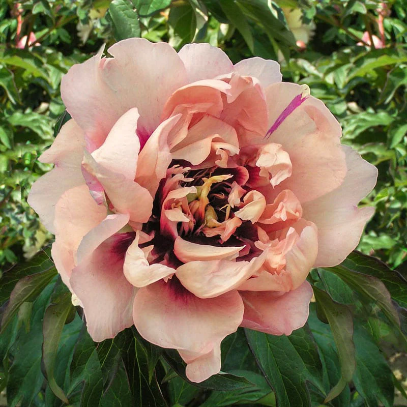 Oochigeas Itoh Peony