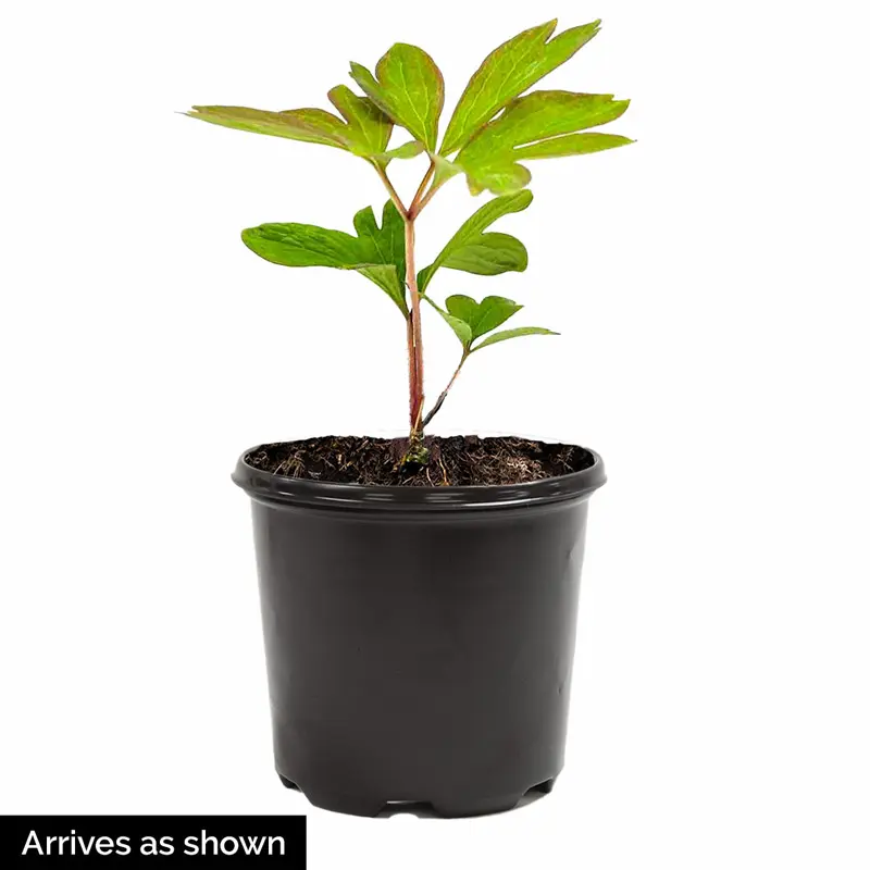 Oochigeas Itoh Peony - Image 3