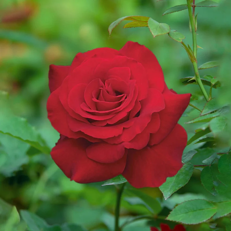Opening Night™ Hybrid Tea Rose