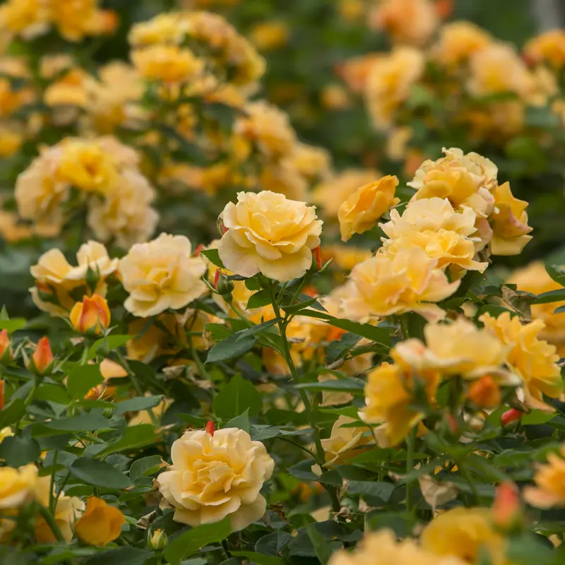 Orange Freedom Rose - Image 2