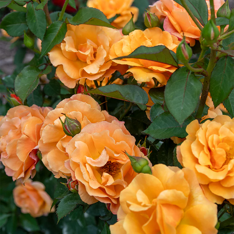 Orange Freedom Rose - Image 3