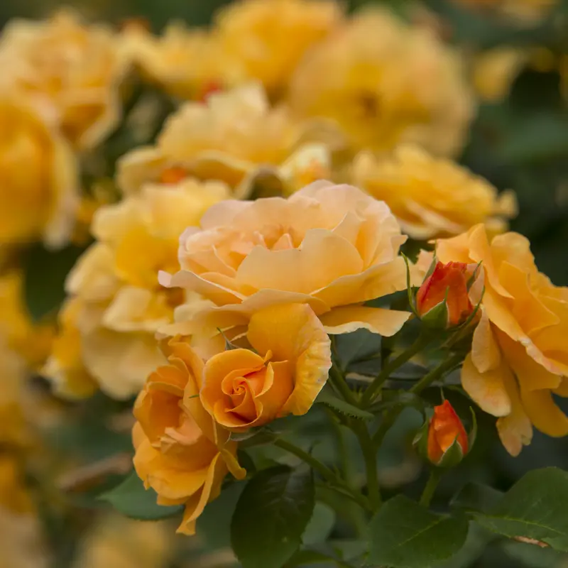 Orange Freedom Rose - Image 6