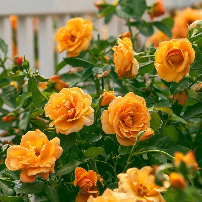Orange Freedom Rose - Image 8