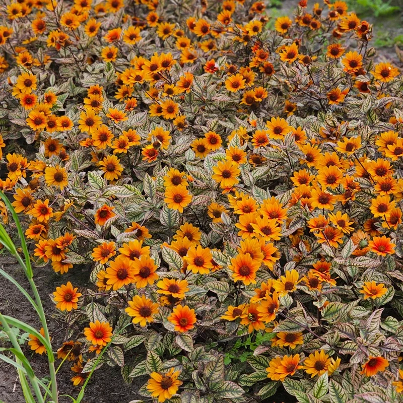 Orange Marble Heliopsis - Image 3