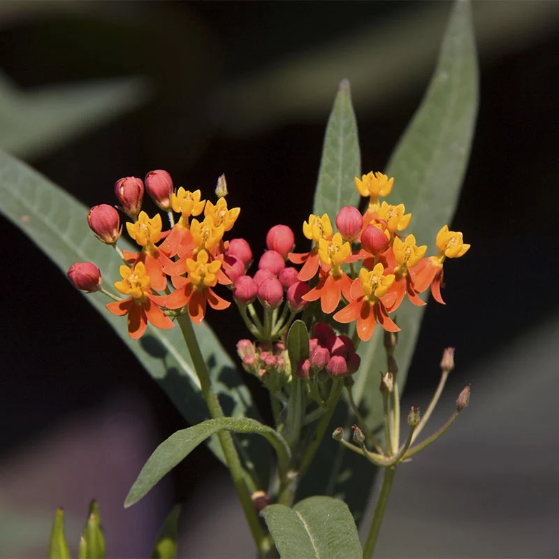 Orange Milkweed