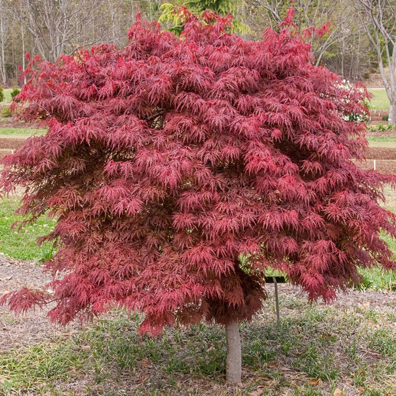 Orangeola Japanese Maple
