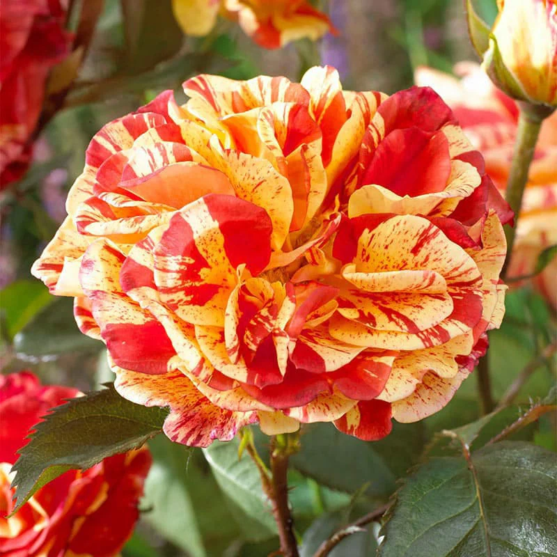 Oranges 'n' Lemons Shrub Rose