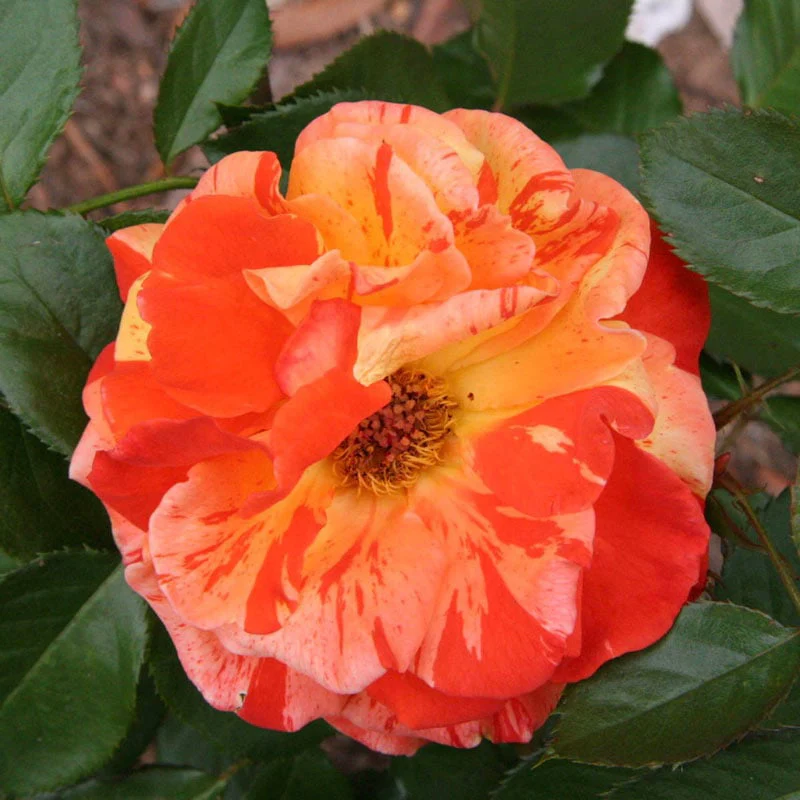 Oranges 'n' Lemons Shrub Rose - Image 2
